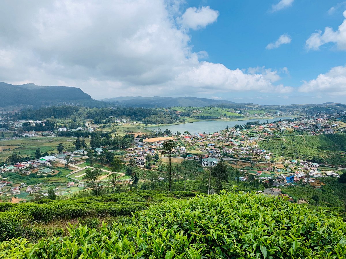 Single Tree Hill Nuwara Eliya Panoramic View